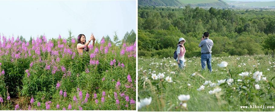 呼倫貝爾花開的季節(jié).jpg